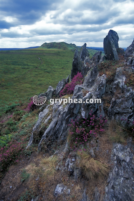 Roc Trévézel (Massif Armoricain) - gryphea.com